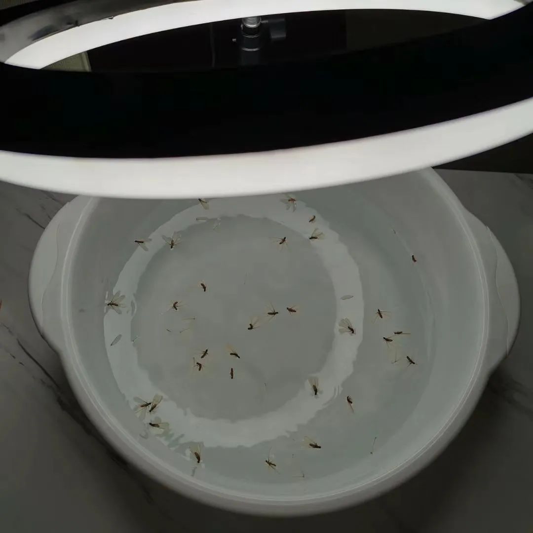 白蚁怎样预防进入木屋,白蚁怎么处理最好的方法