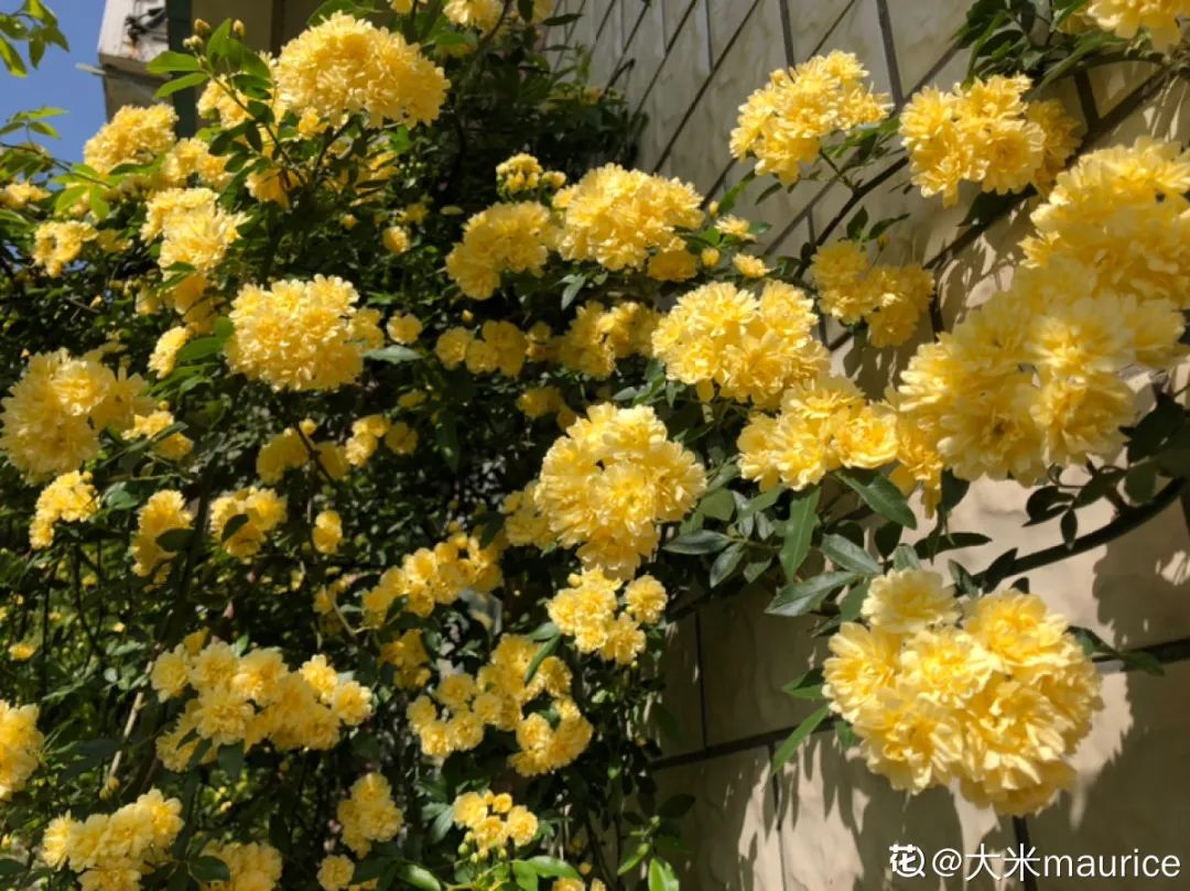 绿道有哪些科普,绿道花卉