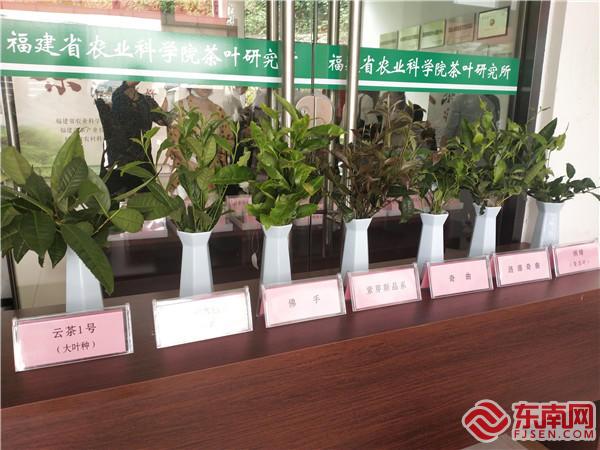 2021年5.21福建国际茶日活动,茶文化科普知识活动