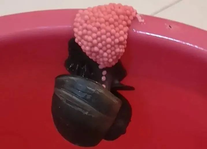 夏天防虫知识100条,夏季防虫叮咬小知识