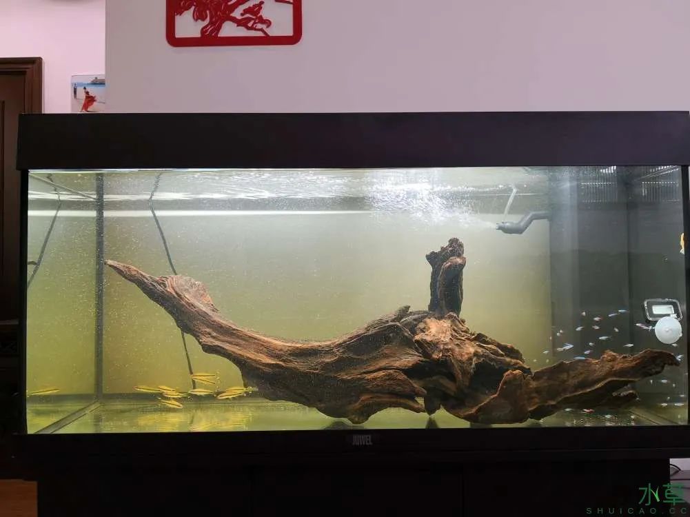 莫斯树草缸造景diy教程,不需要二氧化碳的草缸造景