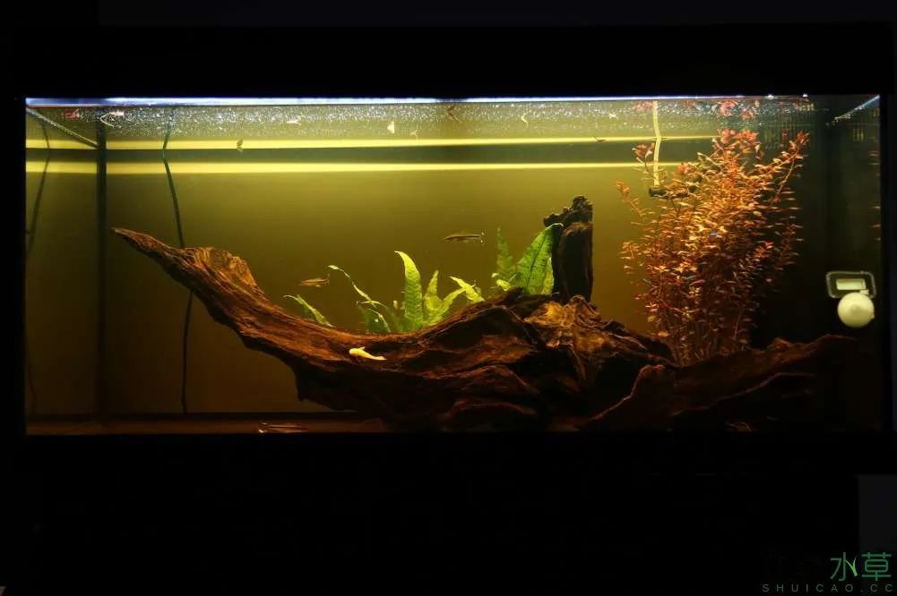 莫斯树草缸造景diy教程,不需要二氧化碳的草缸造景