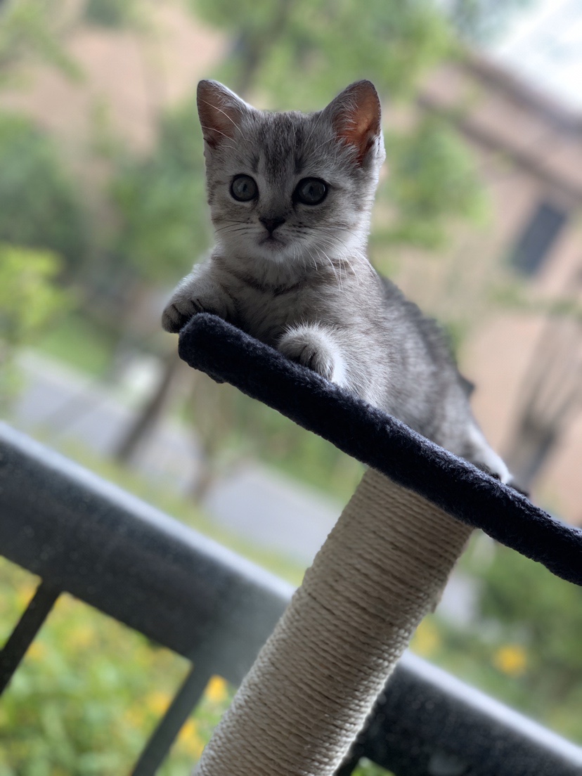 茶杆竹DIY抄网杆，钓友看看效果怎么样？