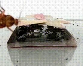 冬季蟑螂不休眠抓住灭蟑的好时机,灭蟑螂的最好方法家里有很多蟑螂