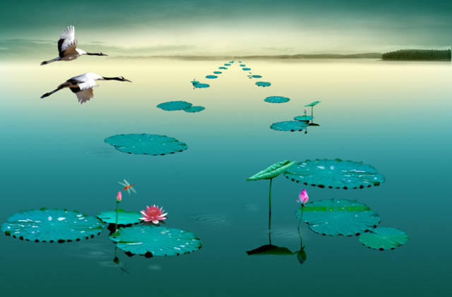 淮阳的荷花真美,又到了赏荷花的季节家门口的美景