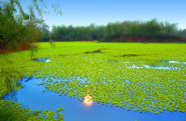 淮阳的荷花真美,又到了赏荷花的季节家门口的美景