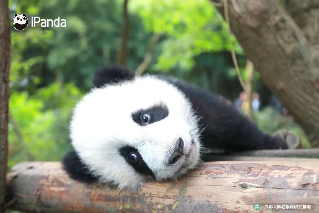 熊猫拍照怎么拍出高级感,熊猫拍照拍摄姿势