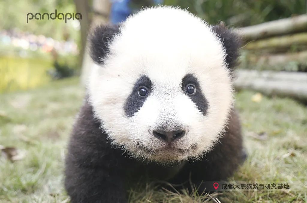 熊猫拍照怎么拍出高级感,熊猫拍照拍摄姿势