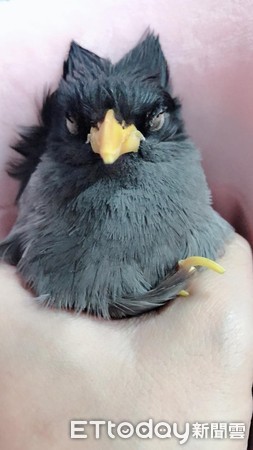 家里养了56只企鹅,家里养了一个企鹅宝宝是什么体验