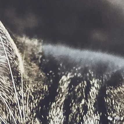 能拍彩色照片的大熊猫,大熊猫为啥不能拥有一张彩色照片