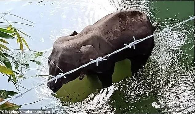 怀孕母象遭喂食藏火药,怀孕母象吃炸弹菠萝