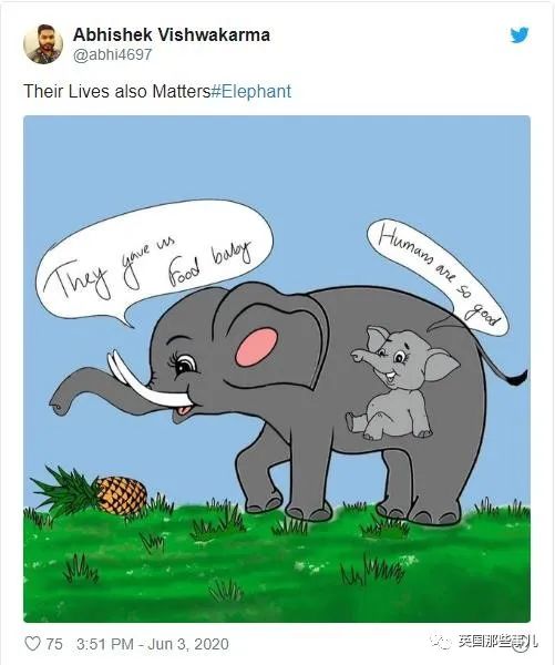 怀孕母象遭喂食藏火药,怀孕母象吃炸弹菠萝