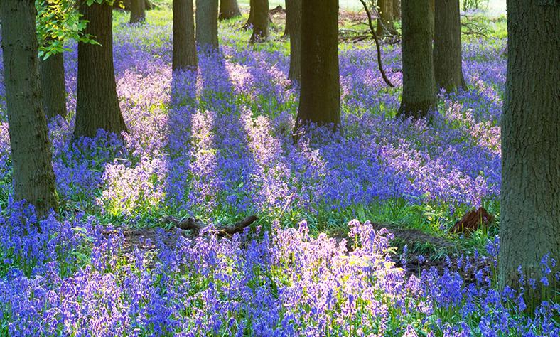 限量抢!祖玛珑爆款香水89元一瓶!蓝风铃、英国梨、鼠尾草都有