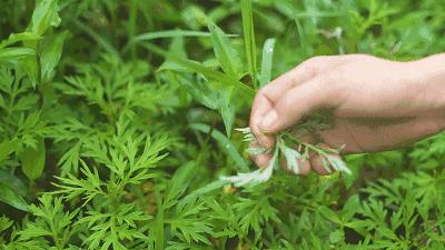 芒种至仲夏始人生丰收时,芒种至仲夏始介绍