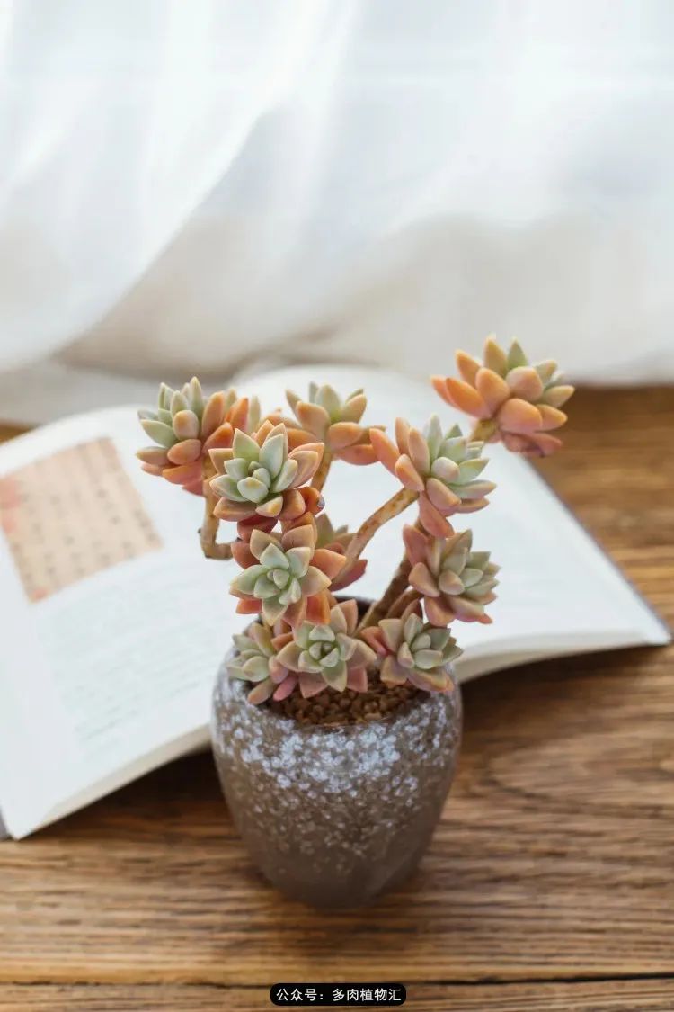 专注于自己喜欢的事情,专注于自己喜爱的事情