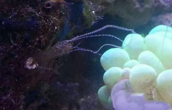 活石掉的粉末有害吗,活石里面虫子会寄生小鱼吗