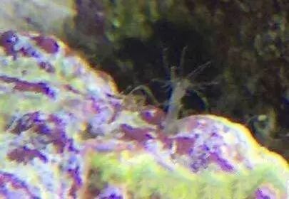 活石掉的粉末有害吗,活石里面虫子会寄生小鱼吗