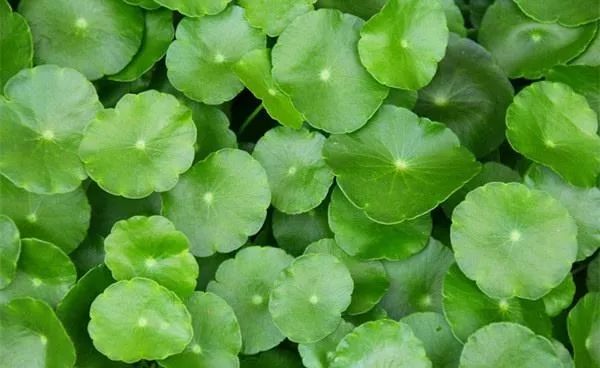 挤痘痘出来的白色长条状是什么,痘痘黑头挤出白颗粒