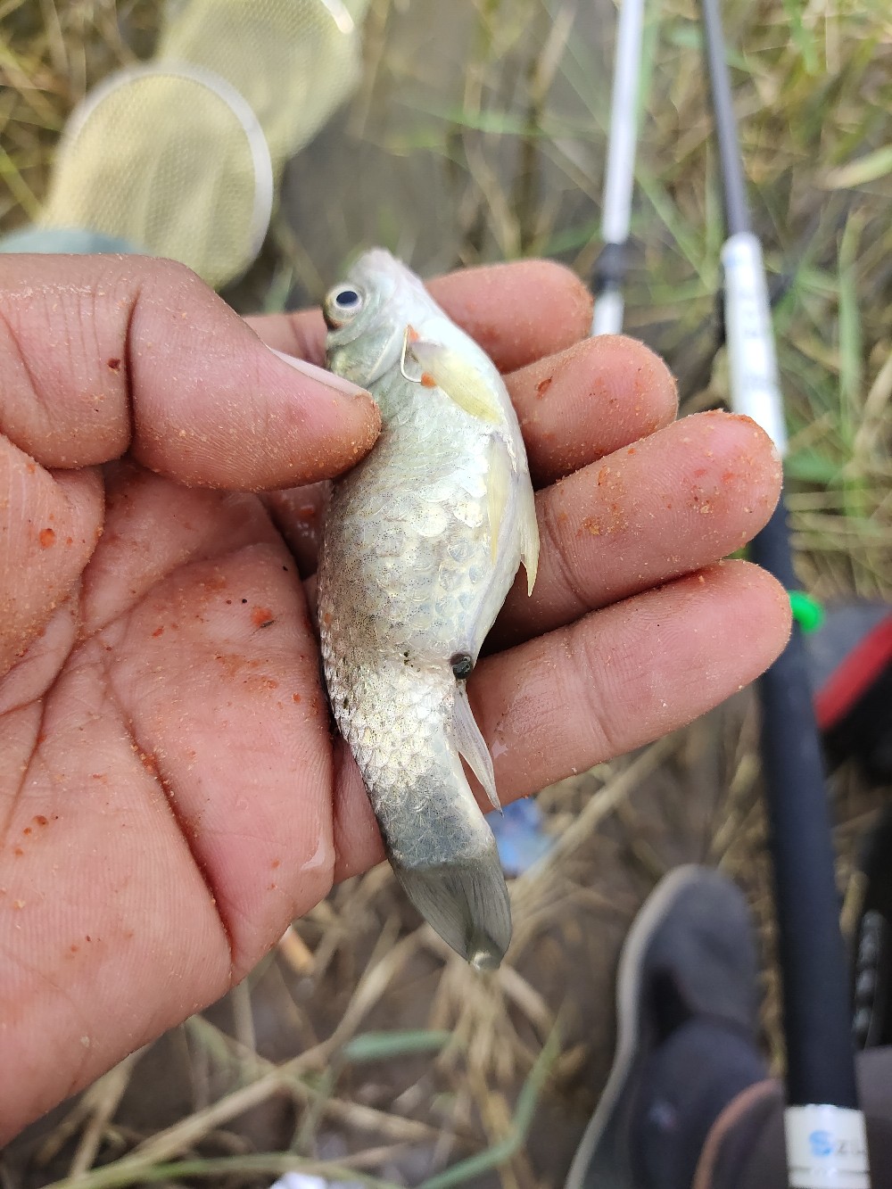 野钓水底有水草调漂最佳方法,野钓水底有枯水草