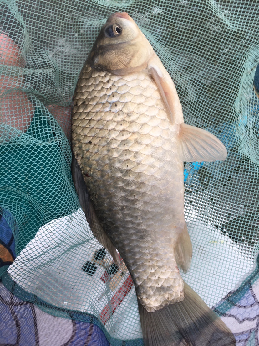 下雨天狂拔大鲫,雨天狂拉草鱼