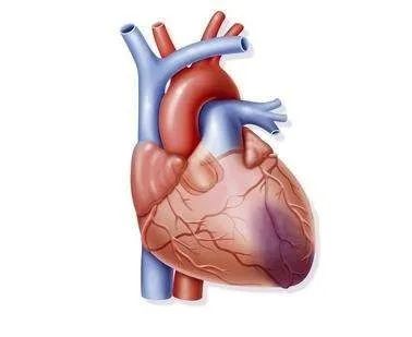 内关穴可以治疗心衰,内关穴适合所有心绞痛吗