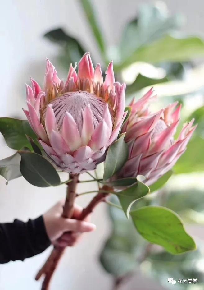 节日丨父亲节，除了向日葵还能送啥花