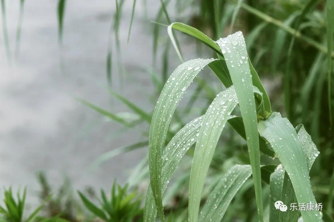 康桥镇学生日记,康桥日记内容