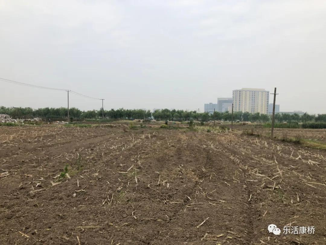 康桥镇学生日记,康桥日记内容