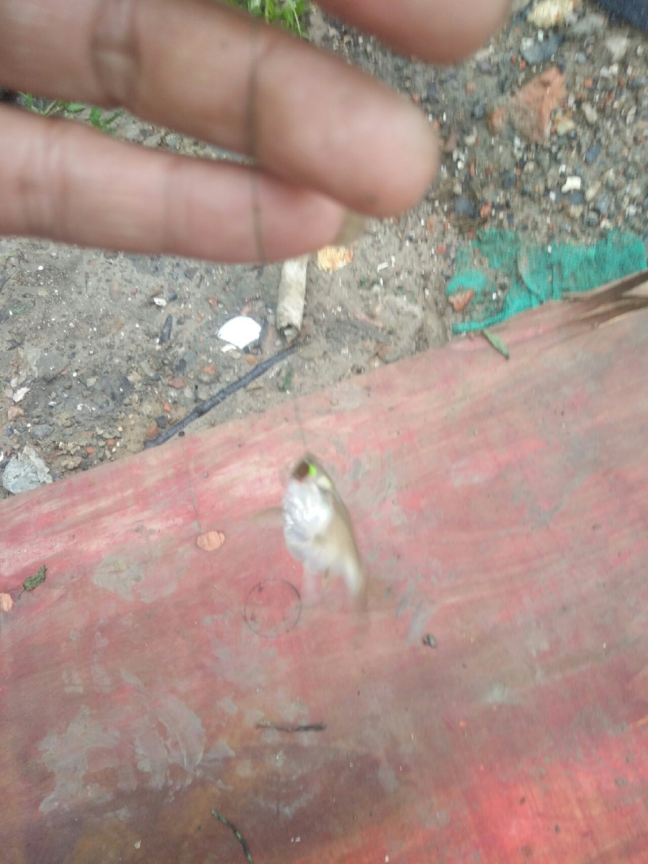 ul白条竿,白条ul竿推荐