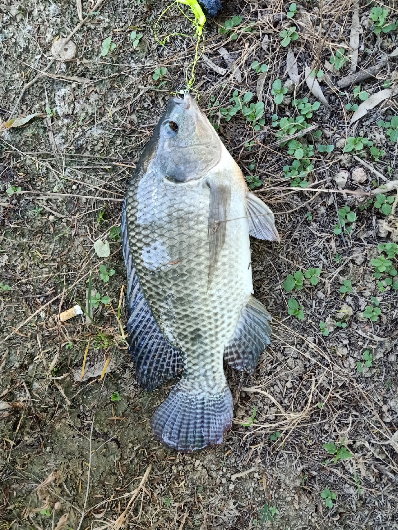 开局即是巅峰第6集,开局即巅峰完整版