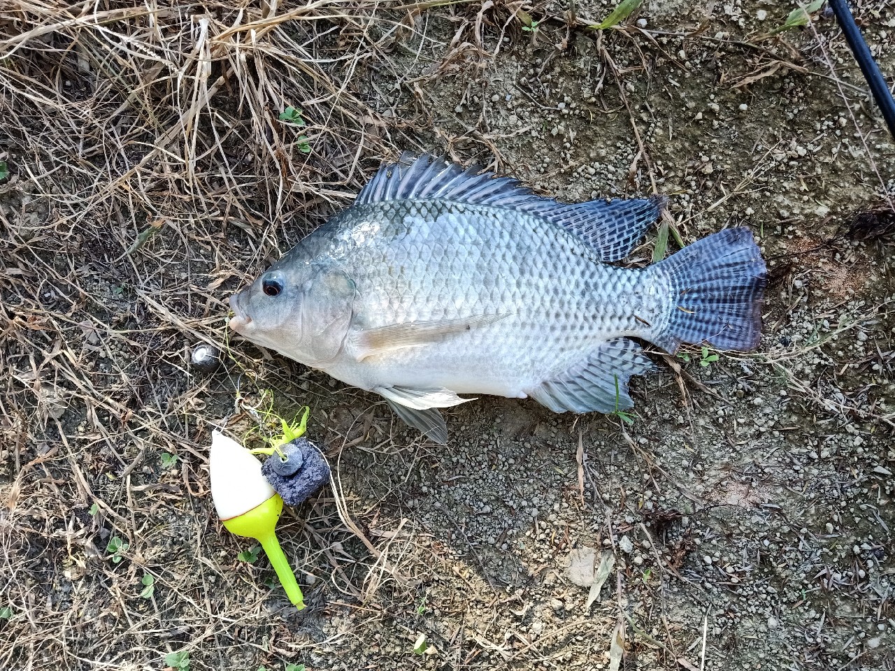 开局即是巅峰第6集,开局即巅峰完整版