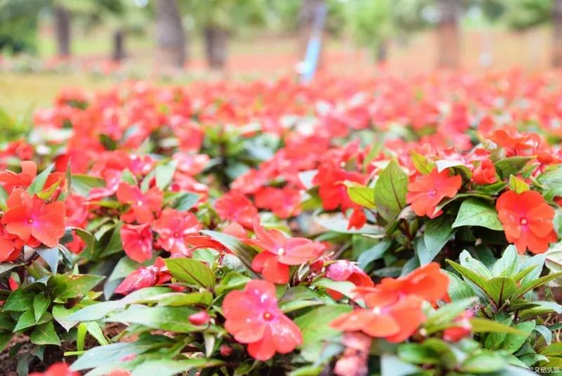 马云打卡衢州网红水亭街,马云弥勒太平湖森林公园