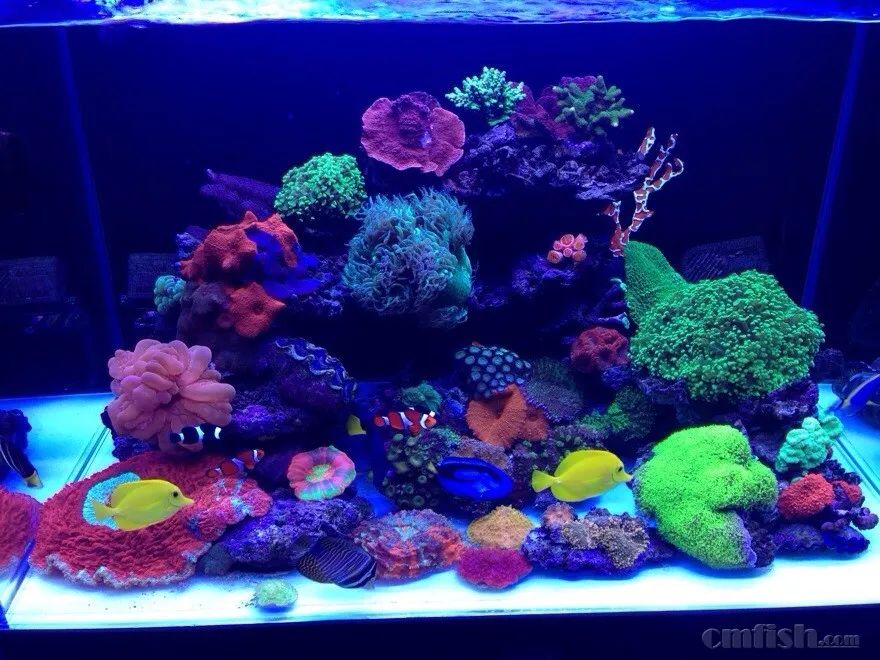 下海7年淌过无数的雷,他想告诉你这6个海缸维护经验