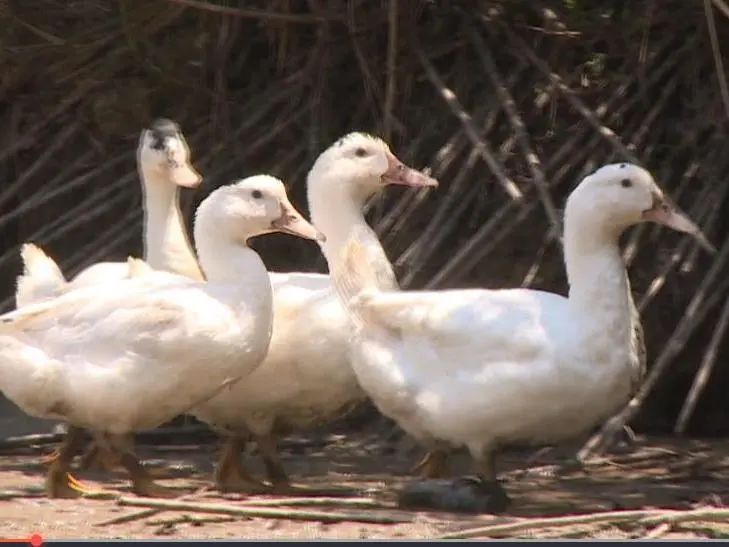 农村带货致富新方式,带货扶贫增收方法