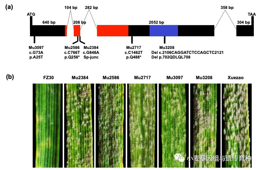 重磅袭来|刘志勇团队与李洪杰团队合作连续克隆两个小麦抗*粉白**病基因