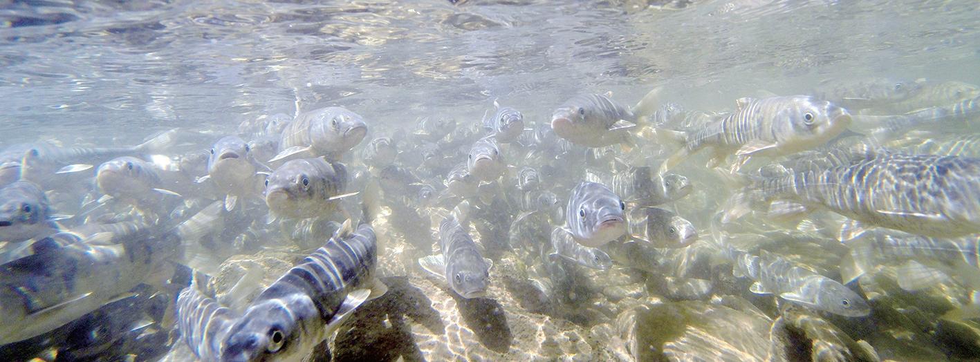 生命的延续青海湖湟鱼洄游,湟鱼洄游季再探青海湖