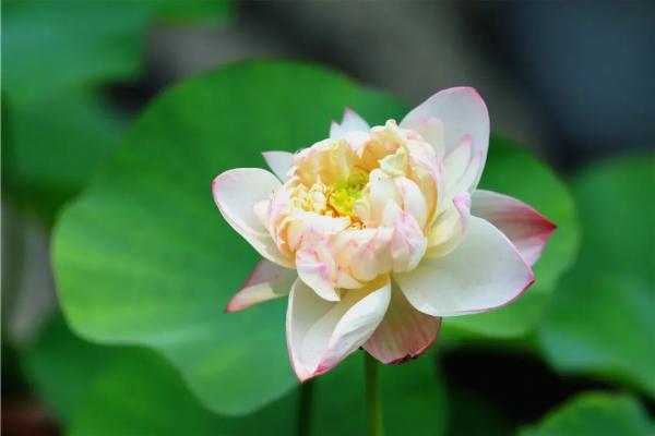 专属定制,超全超美的!Z9258,2天1夜,精致济南夏日之旅