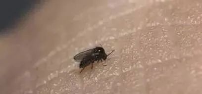 海南特别小的虫子跟小黑点一样大,海南好多黑色小虫子