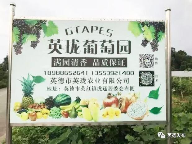 冲冲冲!英德这里的火火火火火龙果开摘啦!