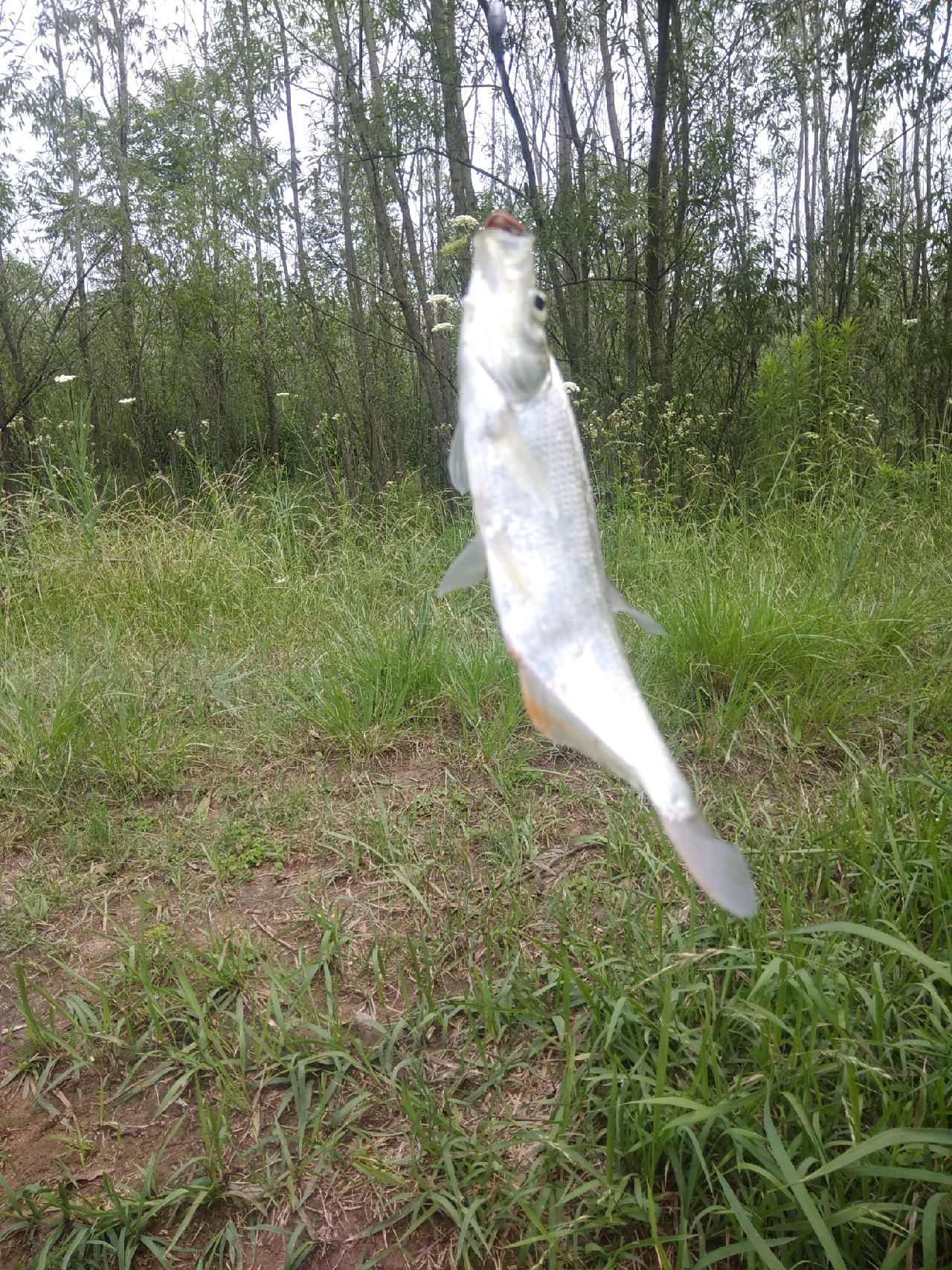 野钓鲫鱼浮漂上顶不中鱼什么原因,野钓鲤鱼浮漂上顶不中鱼咋回事