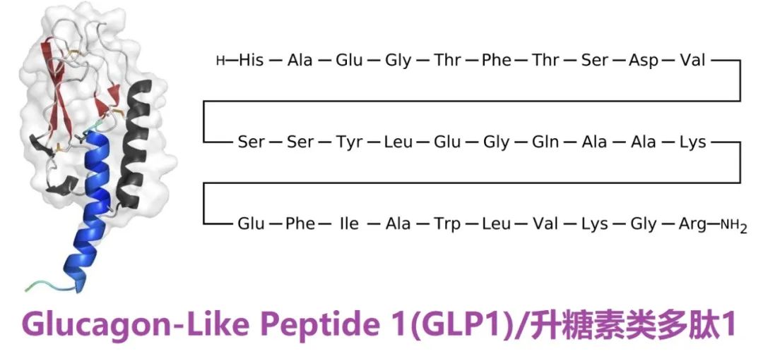 糖尿病发病机理及调节血糖的物质,糖尿病临床表现及生理学机制