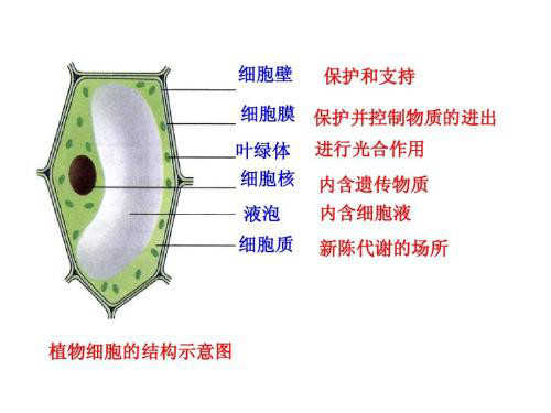 破壁机榨汁机区别在哪,破壁机榨汁机到底有什么区别