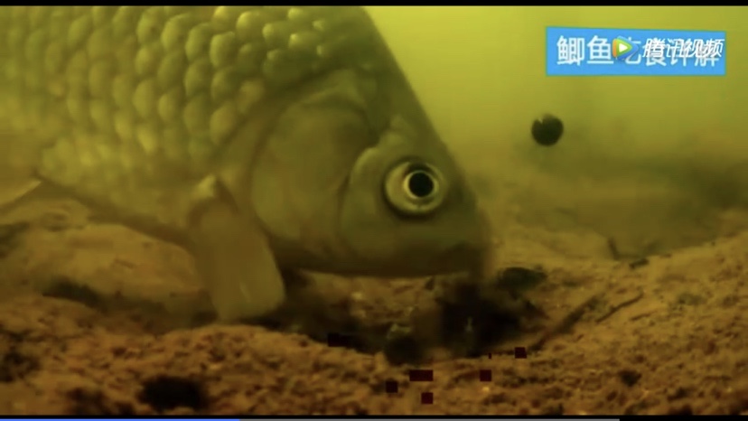 野钓钓鲫鱼技巧及方法,野钓鲫鱼钓技钓法分享