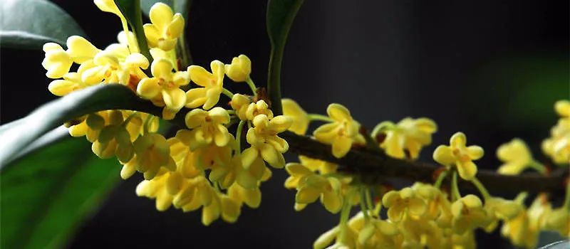 桂花树扦插繁殖方法,桂花树怎么养才能长得旺盛