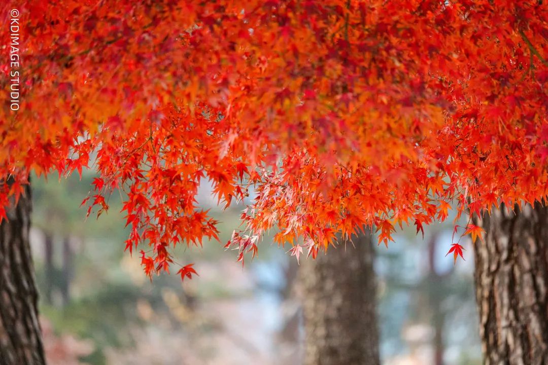 行摄者全球旅拍,旅游摄影相机推荐
