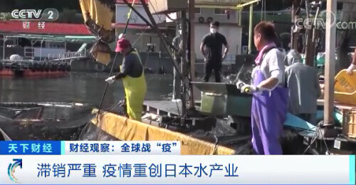 每公斤0.65元！这种日料店常见的鱼价格暴跌！吃货们急了