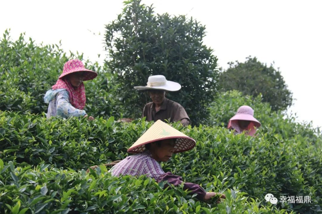 茶林套种黄豆,茶林套种
