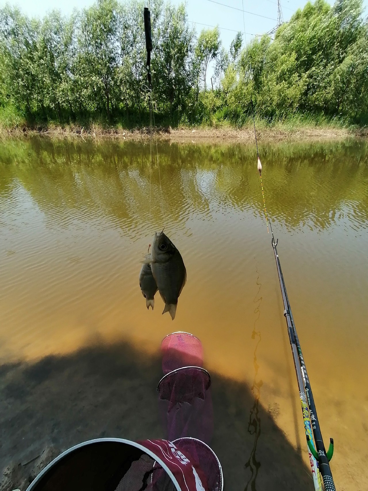 河边野钓小鲫鱼,野钓小河沟钓鲫鱼突然停口