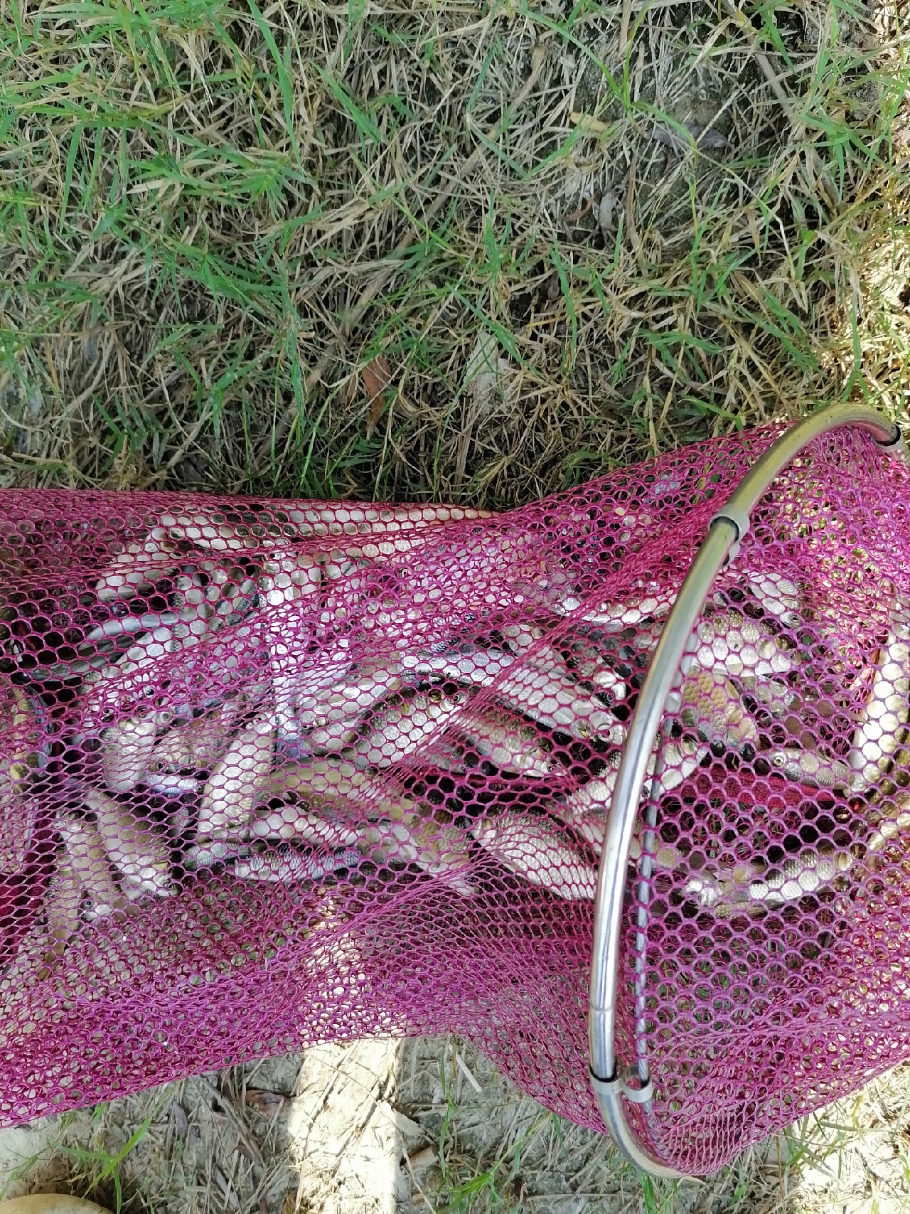 河边野钓小鲫鱼,野钓小河沟钓鲫鱼突然停口