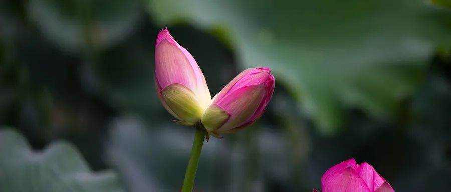 荷花的成语和古诗,荷花的古诗和成语